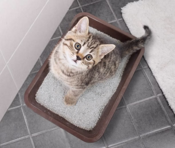 Pertarungan Performa: Menggumpal Pasir Kucing di Rumah vs. Pasir Kucing Biasa