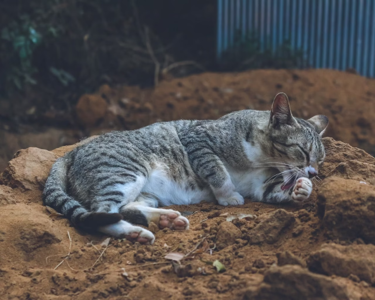 Mengungkap Teknologi Pengunci Bau di Balik Pengunci Bau Pasir Kucing