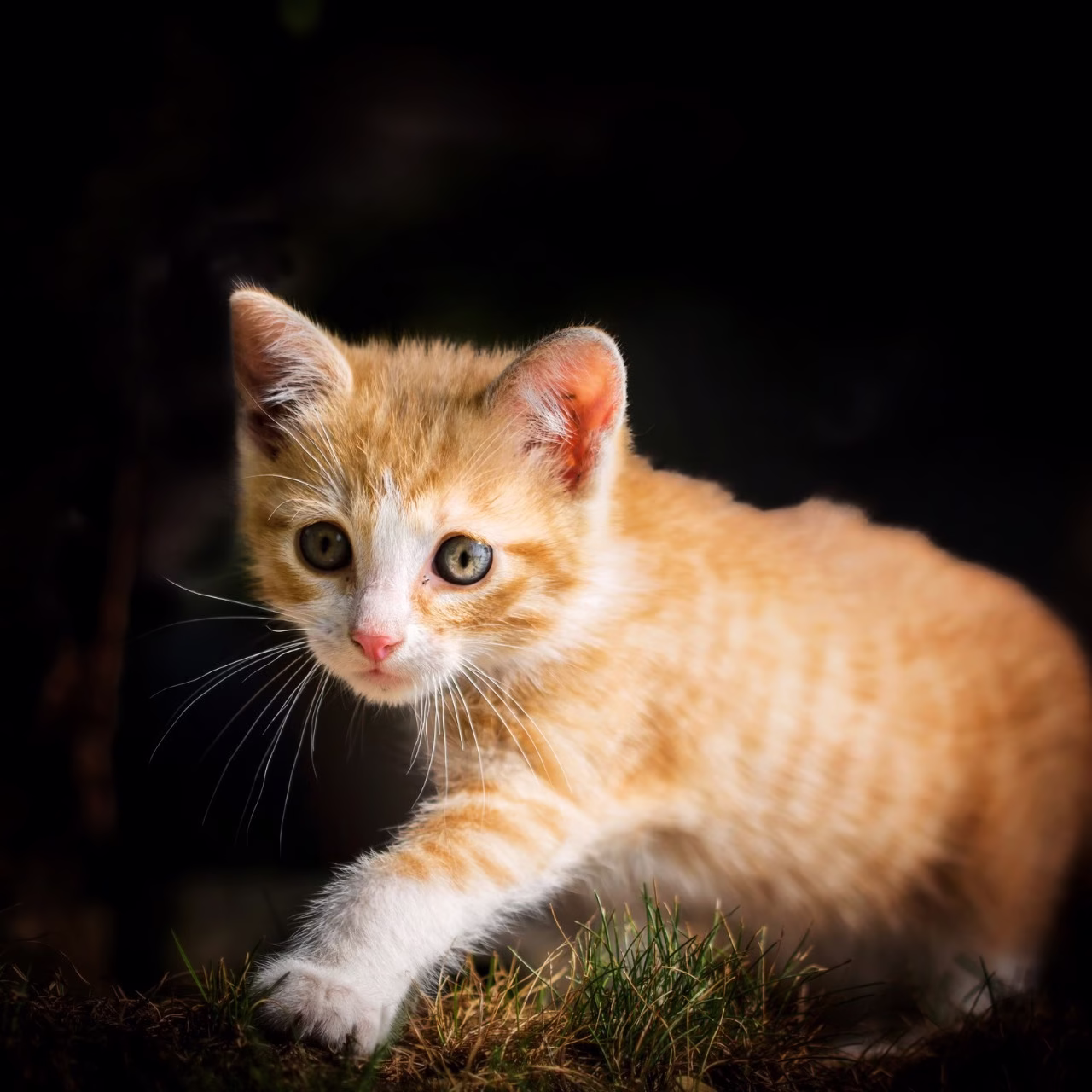 Merebut Peluang Pasar: 3 Nilai Jual Terbaik Pasir Kucing Odourlock
