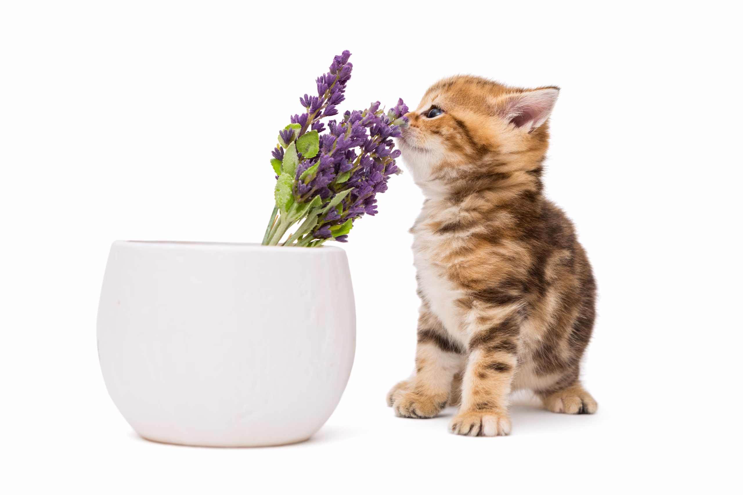 Pengharum Pasir Kucing: Sains, Manfaat, dan Pilihan Bentonit Beraroma Terbaik