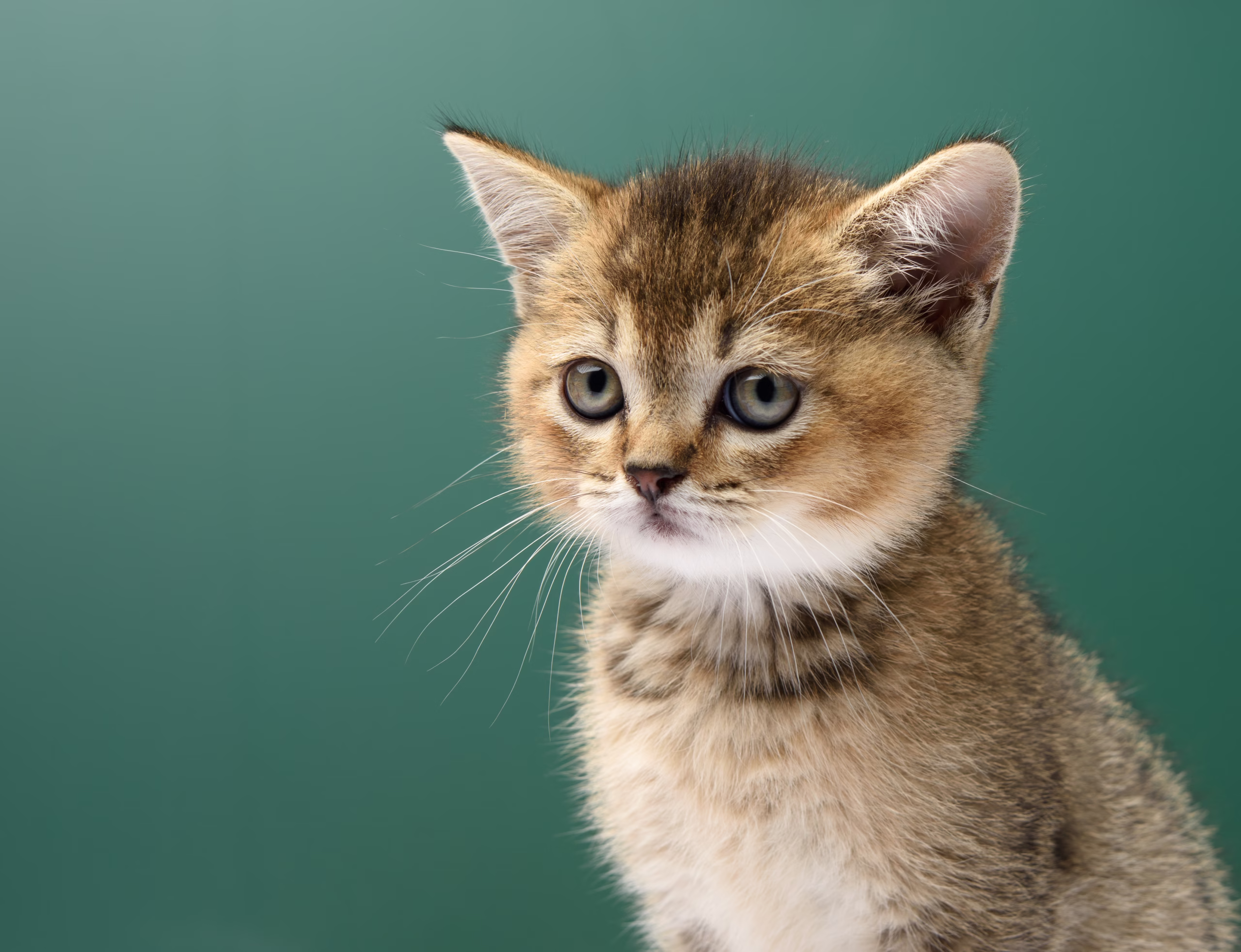 Panduan Utama untuk Menggumpalkan Pasir Kucing: 9 Pilihan Bentonit Terbaik untuk Pemilik Kucing di Indonesia